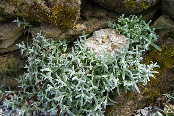 Steingarten und Steine mit Moos und immergrünen Hornkraut