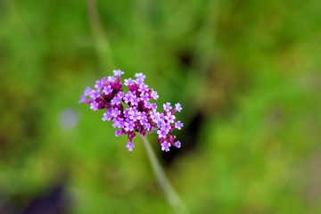 A close up portrait of a cluster of small purple flowers of a verbena bonariensis lollipop flower plant. It is part of the verbenaceae family.