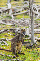 Naklejka na ściany i meble wallaby relaxing in Phillip Island Wildlife Park, Australia.