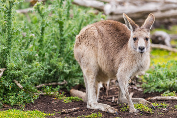 Naklejka na ściany i meble Kangaroos in Phillip Island Wildlife Park, Australia.