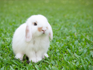 Cute baby holland lop white and brown rabbit sitting on the green grass. Lovely action of baby rabbit.