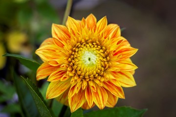 A colorful close up portrait of an orange and red dahlia flower which is still partly closed. It will be a while before it completely blooms. It is part of the asteraceae family.