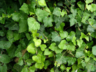 Green ivy on the wall, climbing. Leaves texture.