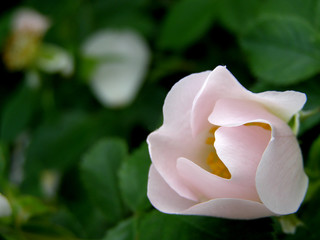 Rosehip flower bud. Delicate, pink.