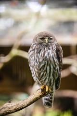 An owl in Phillip Island Wildlife Park, Australia.