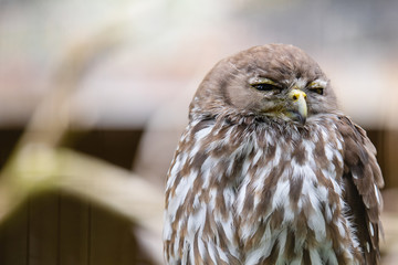 An owl in Phillip Island Wildlife Park, Australia.