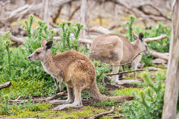 Kangaroos in Phillip Island Wildlife Park, Australia.
