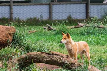 The dingo is a wild dog in Phillip Island Wildlife Park, Australia.