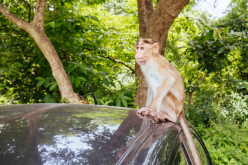 Monkeys at Kanheri Caves in Mumbai India