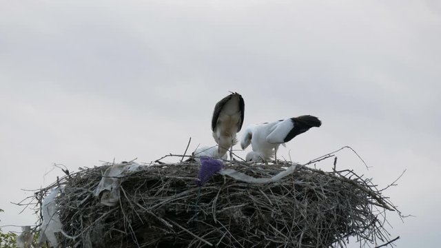 A group of large storks eat in a nest that is located high above the ground