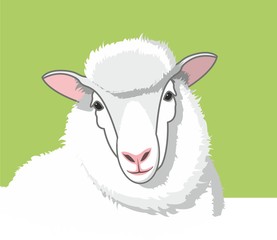 White fluffy sheep with pink ears on a green background. Vector lamb