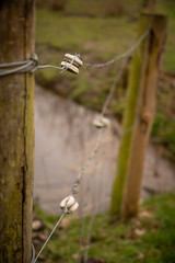 Porcelain insulator on Electric fence wire