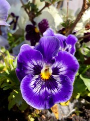 Pansy