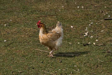 Glückliches rot braunes Huhn auf der Weide