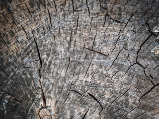 Fototapeta premium Wood background texture. Useful background with grounge style.