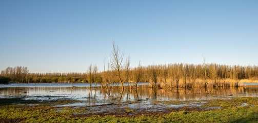 reeds on the lake