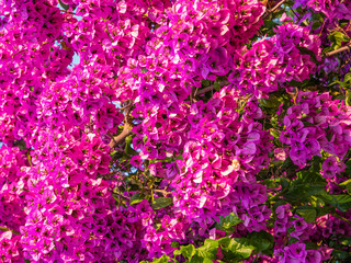 Close up of a floral background made with the Bougainvillea plant. Useful as a floral background.