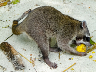 Manuel Antonio National Park, Quepos, Costa Rica