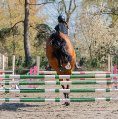 Amateur Springreiten als Leistungssport mit Hindernis