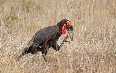 Ground hornbill in the African savannah