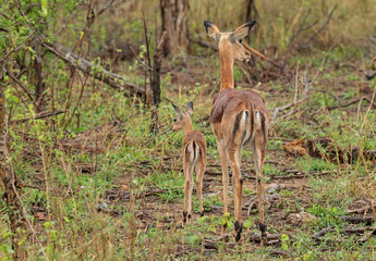 Mother and baby impala in the rain.