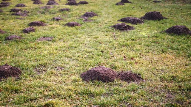 Digged holes by moles in a pattern in a garden lawn, panning shot