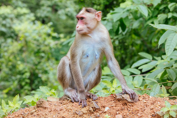 Monkeys at Kanheri Caves in Mumbai India