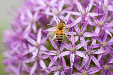 Collection of macro shots  of allium flower with bee