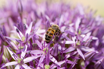 Collection of macro shots  of allium flower with bee
