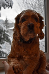 Fototapeta premium cocker spaniel puppy