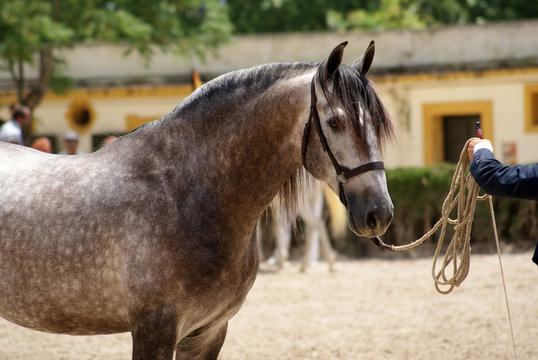 Portrait of a dapple grey spanish horse