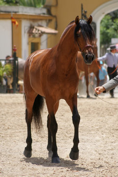 Full length portrait of a brown Spanish horse