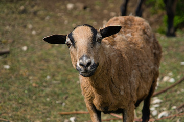 Fototapeta premium Kamerunschafe, Schafbaby, braune Schafe auf Bio Bauernhof