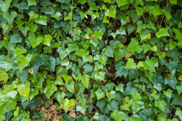 verdes enrredaderas en &eacute;poca de primavera, hojas verdes muro de hojas