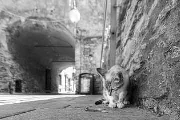 A cat observes a wooden twig on the ground in a street of a village