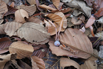 Dipterocarpus alatus Roxb or Yang Na Fruit on dry leaves. 