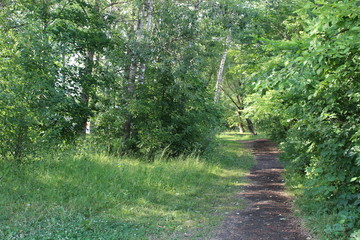 Fototapeta premium path in a beautiful forest in summer