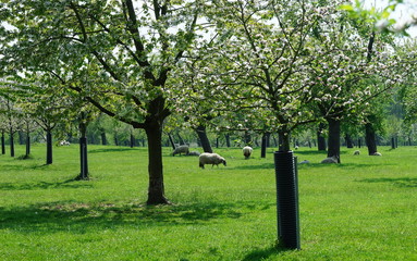 Orchard,Streuobstwiese,Meadow