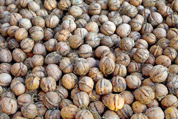 Freshly picked walnuts lie on the ground, background. Toned.
