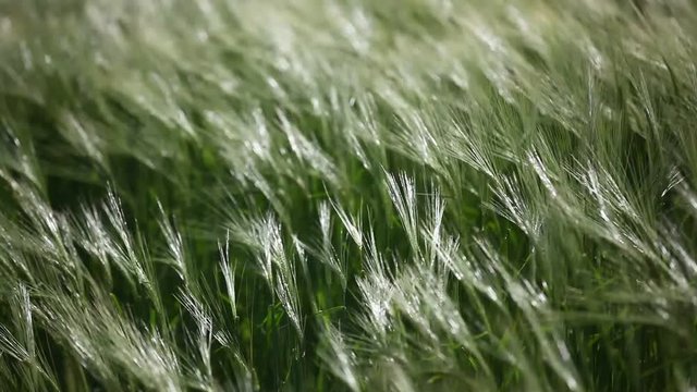 Ballet de jeunes bl&eacute;s