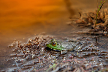 Green frog in water with artificial sunlight