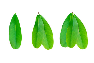 Fresh green leaves on white background with clipping path.