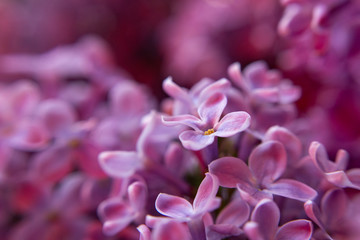 Fototapeta na wymiar Fresh lilac flowers blooming close up macro