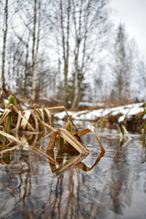 the stream in the forest melted in the spring