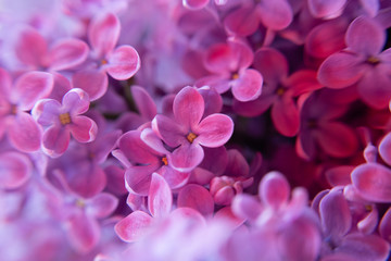 Naklejka na ściany i meble Fresh lilac flowers blooming close up macro