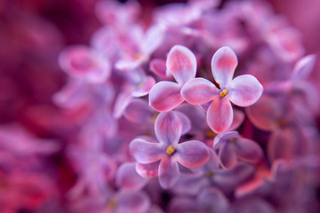 Fresh lilac flowers blooming close up macro