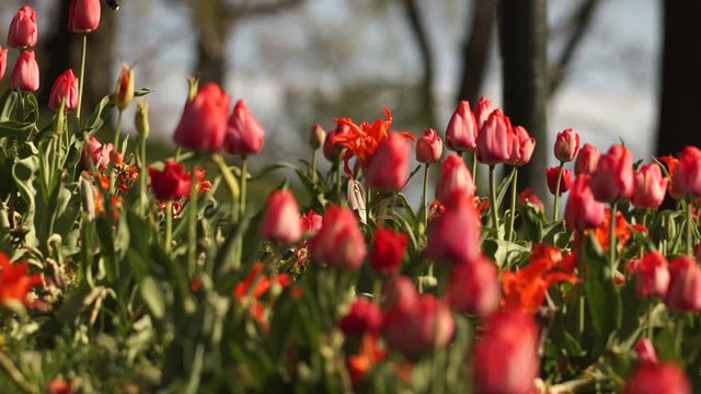 A camera still and a close up of a beautiful and colorful tulip field with a bumble bee is looking for some nectar