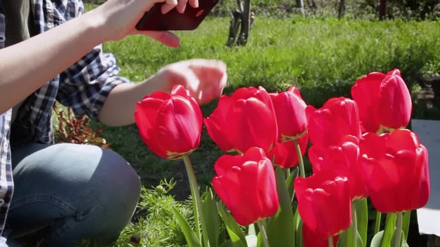 Closeup of Female Hands Taking Photo of Flowers Outside. Eco blogger. ecology. Red tulips. Hobby. Concept for the environment