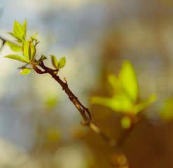 The rays of the sun in the spring forest.