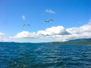 Flying seagulls in the blue sky over Lake Baikal